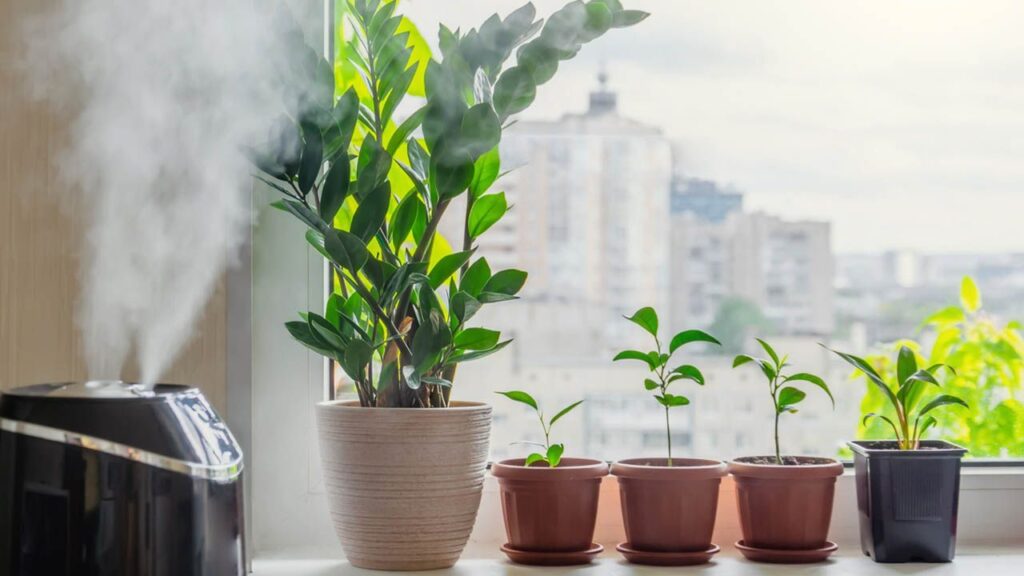 plant humidifier