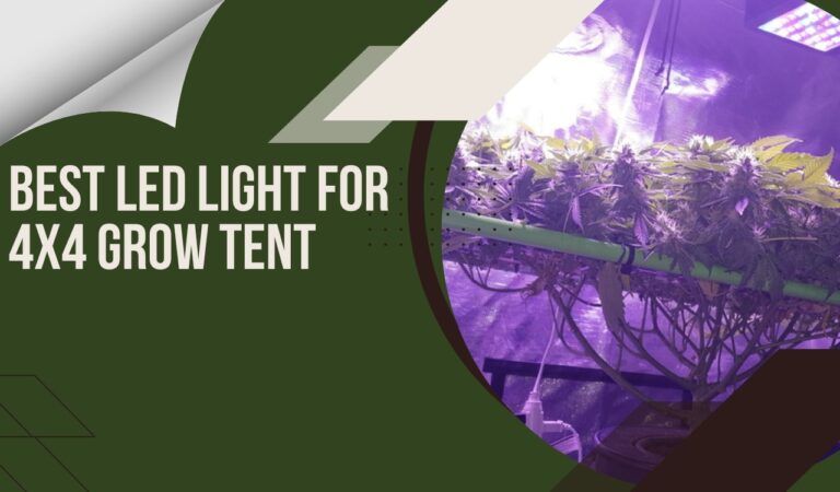Best Led Light For 4x4 Grow Tent