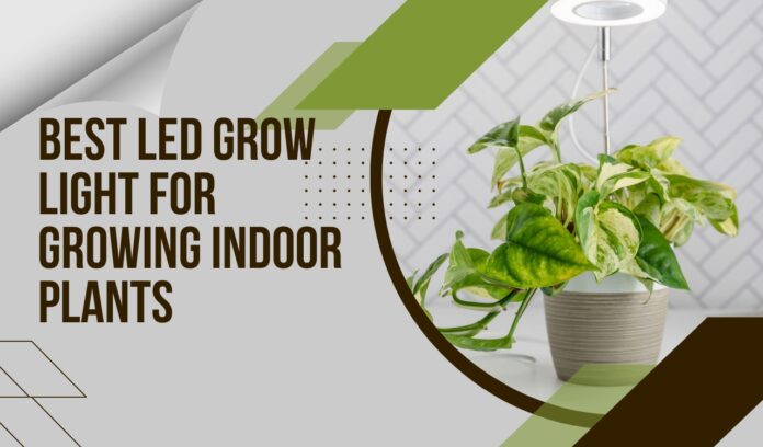 Best LED Grow Light for Growing Indoor Plants
