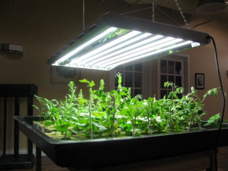 best 800W Grow Lights