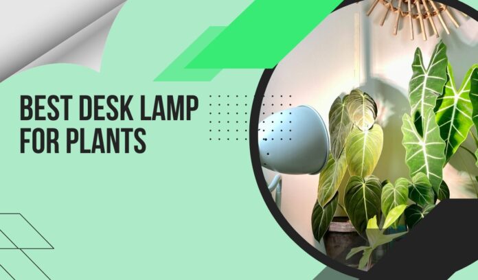 Best Desk Lamp For Plants (1)