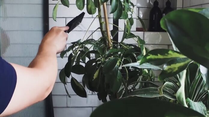 Bathing your plant