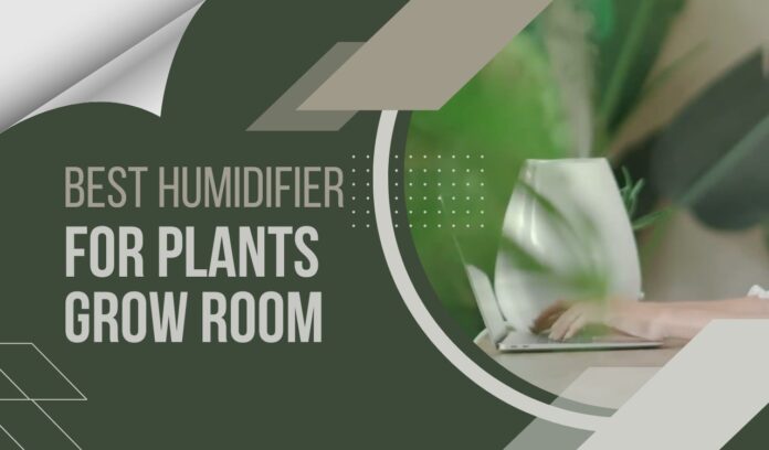Humidity control for indoor plants
