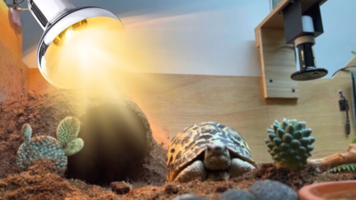 Best Heat Lamps For Tortoise