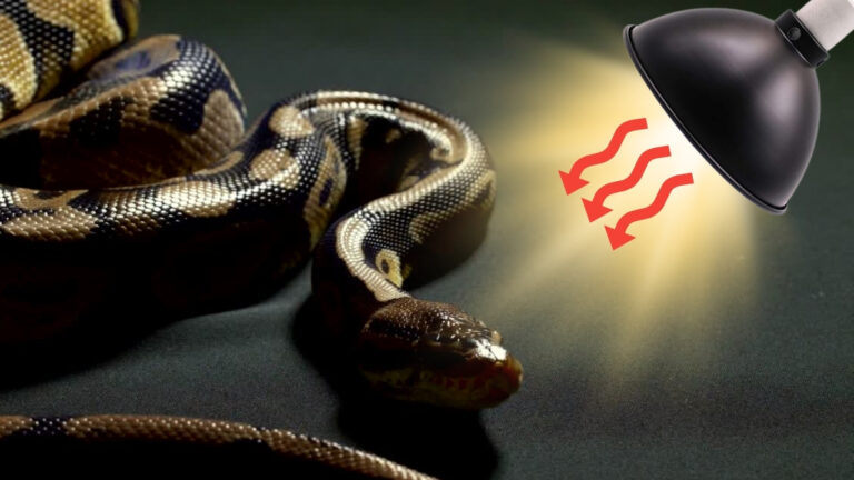 Heat Lamp For Ball Python