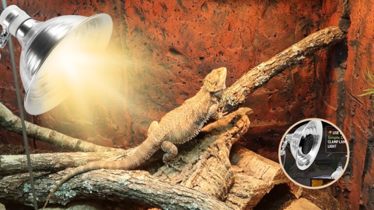 5 Best Bearded Dragon Heat Lamps 2024: A Cozy Kingdom